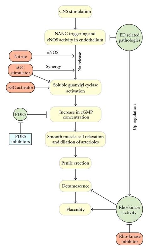 penile detumescence.
